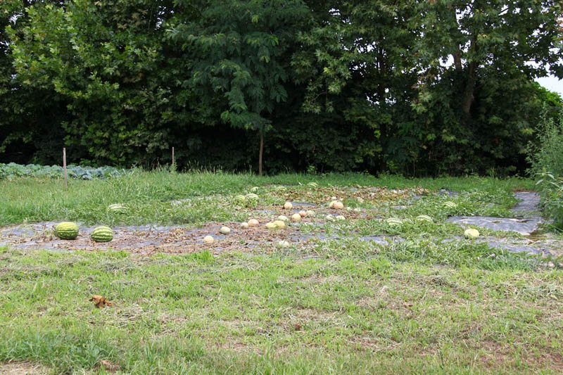 Raduno ciao soresina 27 luglio 2014 (091)